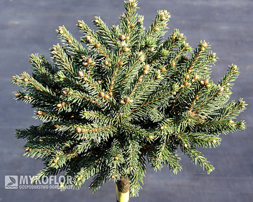 Picea abies Kral