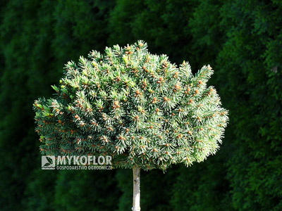 Picea abies Marta