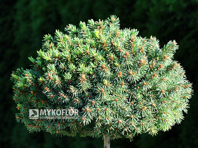 Picea abies Marta