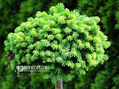 Picea abies Marta