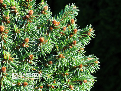 Picea abies Marta
