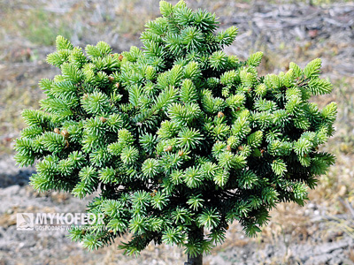 Picea abies Mauthneralm