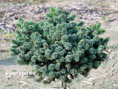 Picea abies Mauthneralm