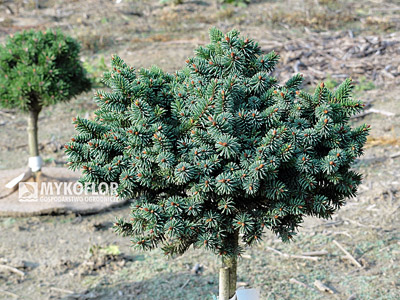 Picea abies Mauthneralm