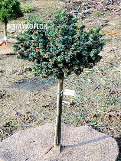 Picea abies Mauthneralm Pa