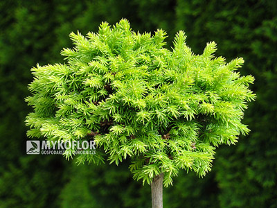 Picea abies Minima