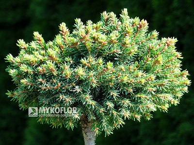 Picea abies Minima