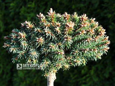 Picea abies Minima