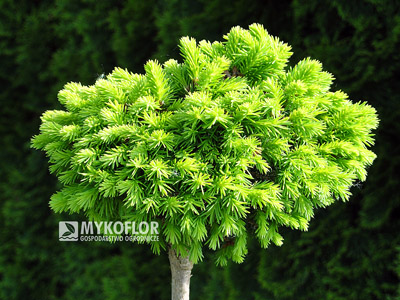 Picea abies Minima
