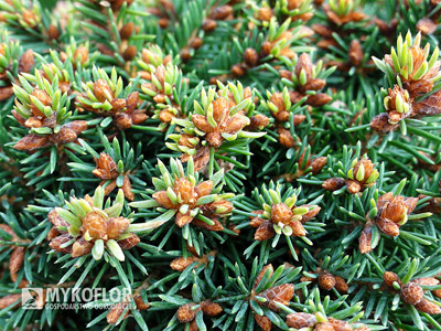 Picea abies Minima