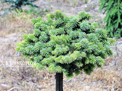 Picea abies Palecek