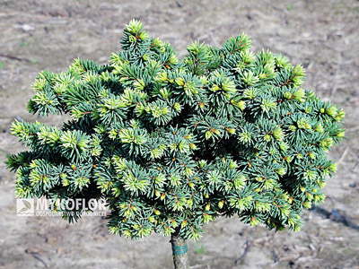 Picea abies Palecek