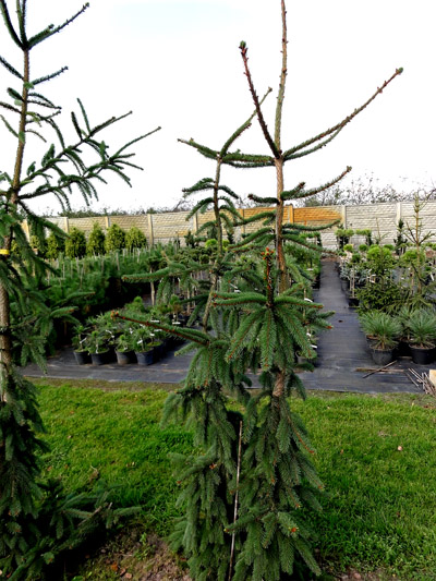 Picea abies Pendula Major