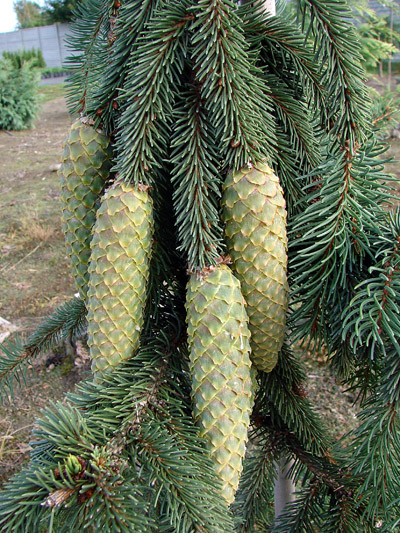 Picea abies Pendula Major