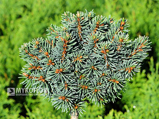 Picea abies Plane WB Pa 40-60cm