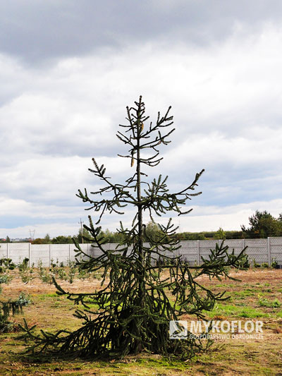 Picea abies Pruhoniceana