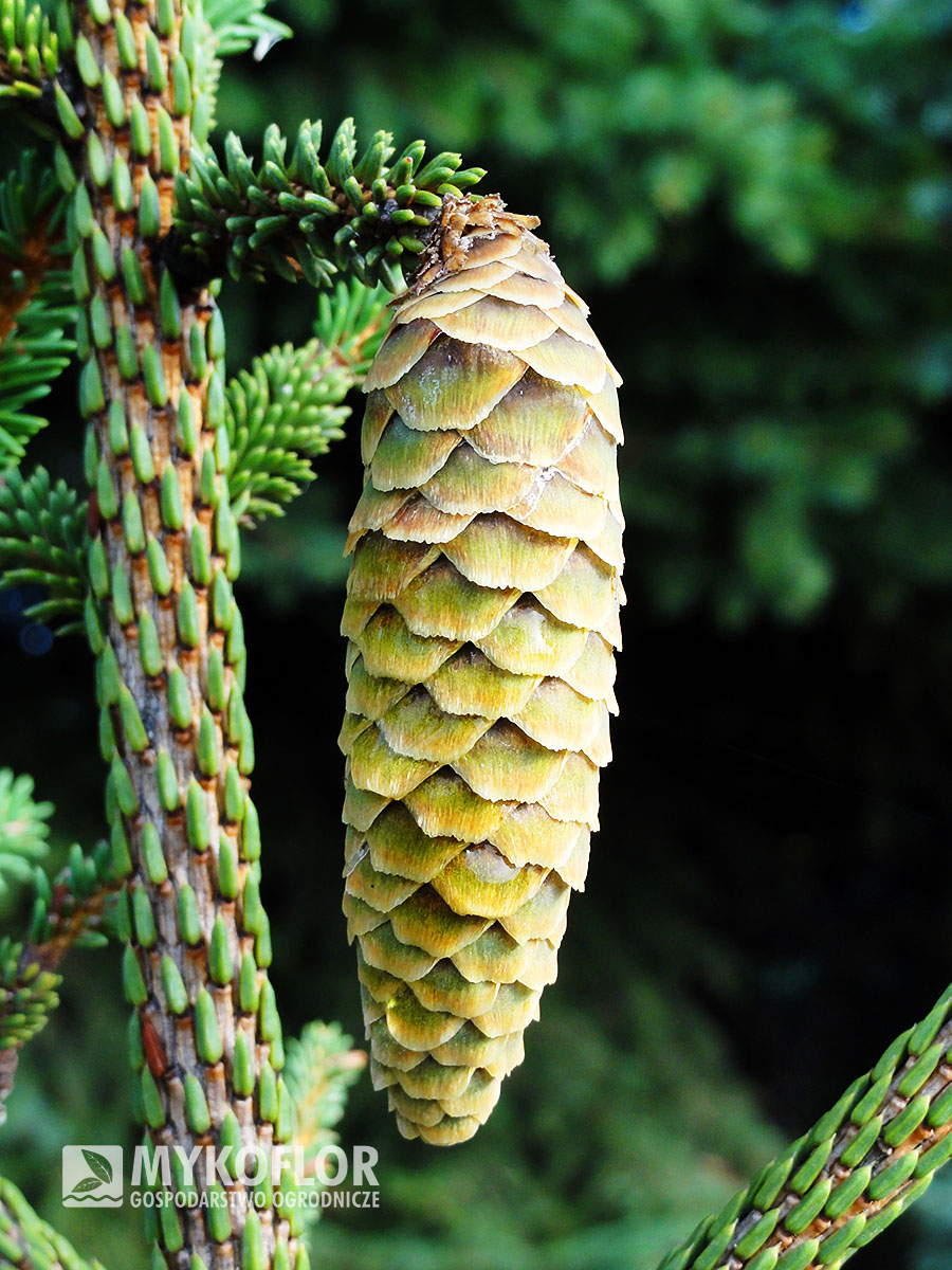Picea abies Pruhoniceana - Szyszka