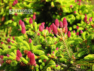 Picea abies Pusch – szyszki na wiosnę