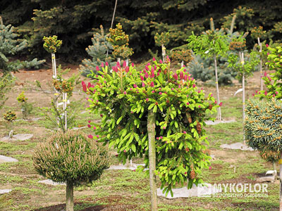 Picea abies Pusch zaszczepiony na pniu