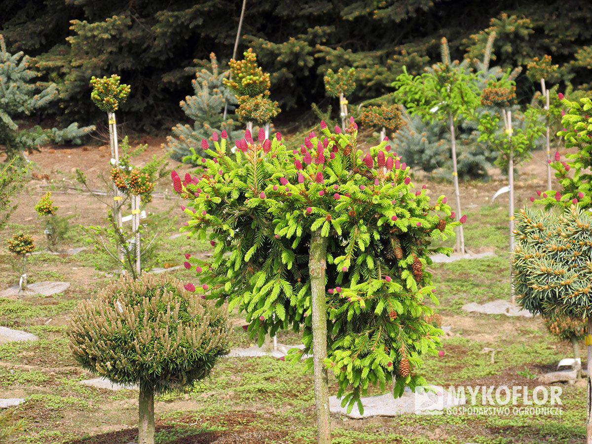 Picea abies Pusch zaszczepiony na pniu