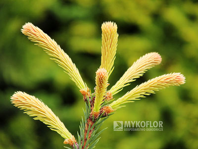 Picea abies Roseospicata – trzecia faza młodych przyrostów