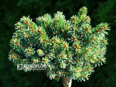 Picea abies Roth