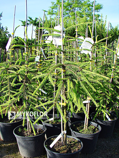Picea abies Rothenhaus