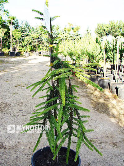 Picea abies Rothenhaus