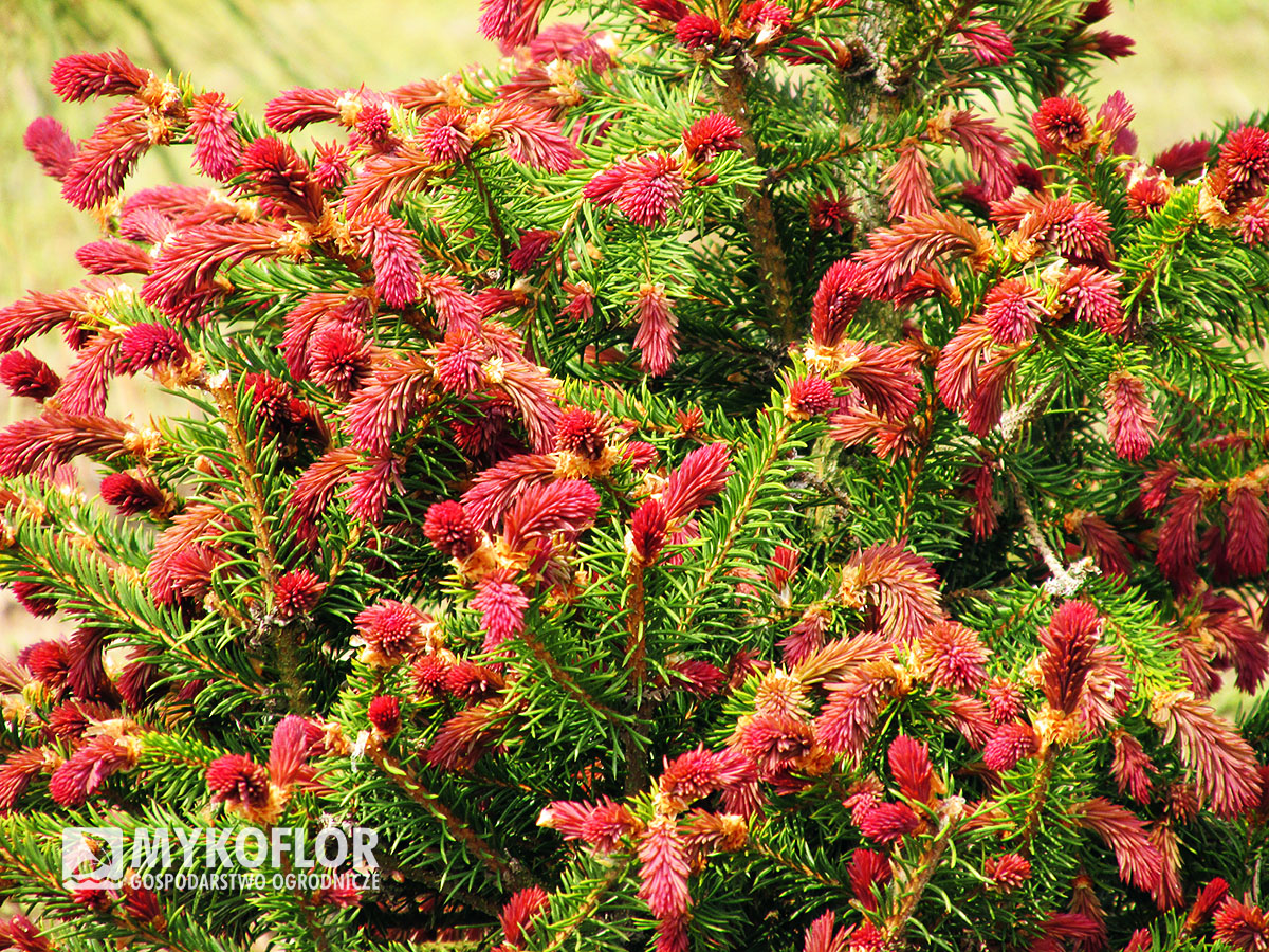 Picea abies Rydal – wiosenne przyrosty