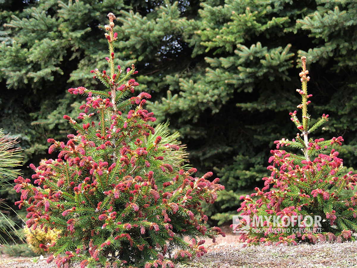 Picea abies Rydal na wiosnę