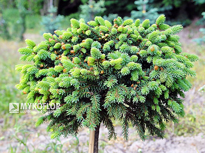 Picea abies Silberkugel