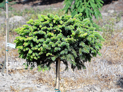 Picea abies Silberkugel
