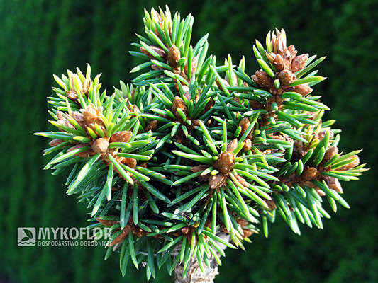 Picea abies Smetana Pa