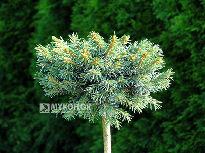 Picea abies Sonnenberg