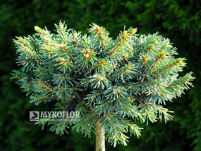 Picea abies Sonnenberg