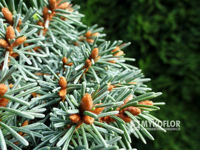 Picea abies Sonnenberg