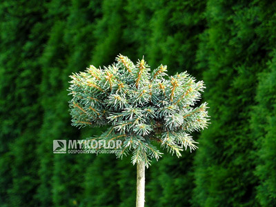 Picea abies Sonnenberg