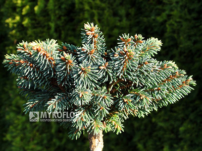 Picea abies Sonnenberg