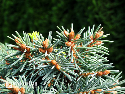 Picea abies Sonnenberg