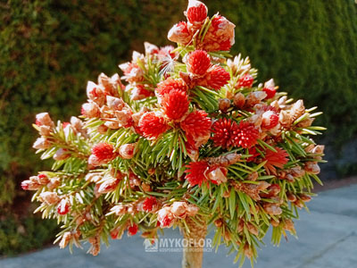 Picea abies Spring Fire (świerk pospolity Spring Fire) zaczynający rozwijać wiosenne przyrosty