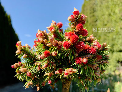 Picea abies Spring Fire (świerk pospolity Spring Fire) zaczynający rozwijać wiosenne przyrosty