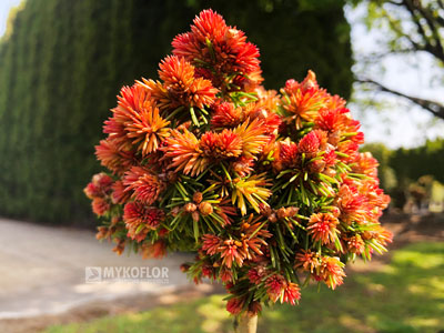 Picea abies Spring Fire (świerk pospolity Spring Fire) – w pełni rozwinięte przyrosty