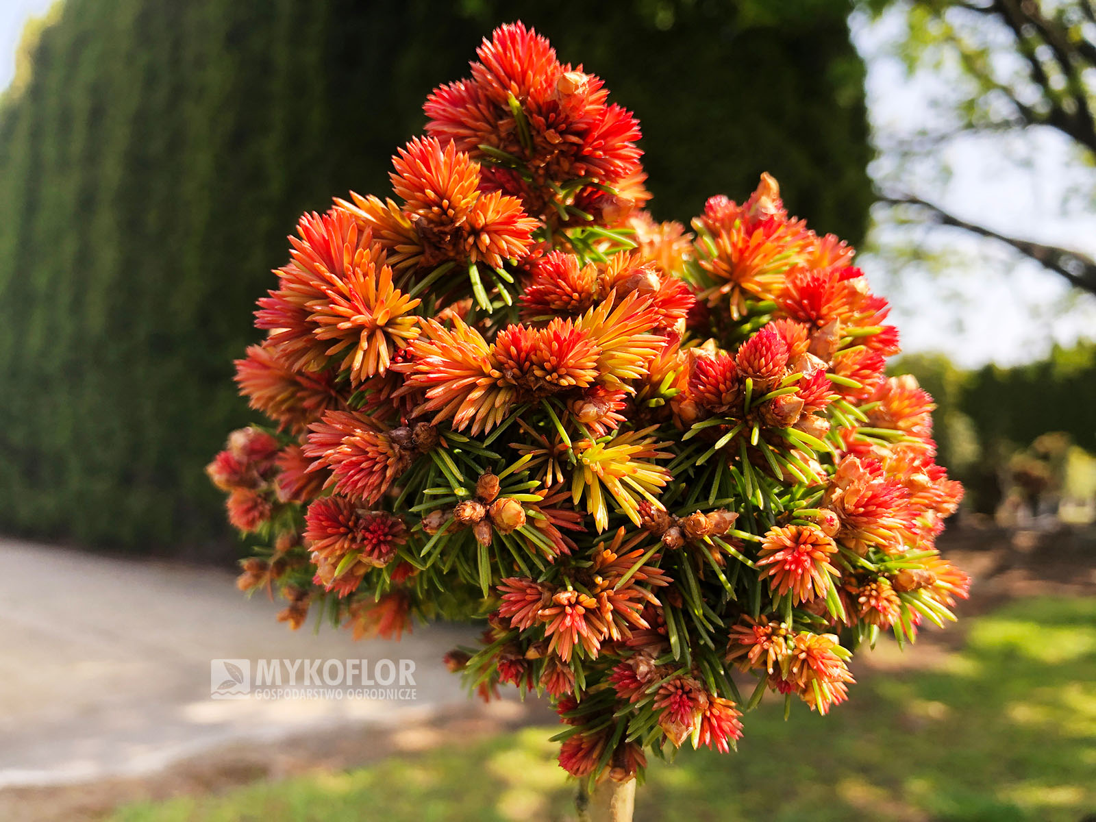 Picea abies Spring Fire (świerk pospolity Spring Fire) – w pełni rozwinięte przyrosty