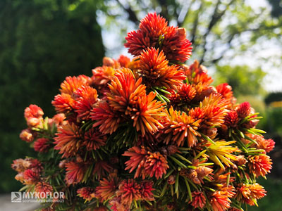 Picea abies Spring Fire (świerk pospolity Spring Fire) – w pełni rozwinięte przyrosty