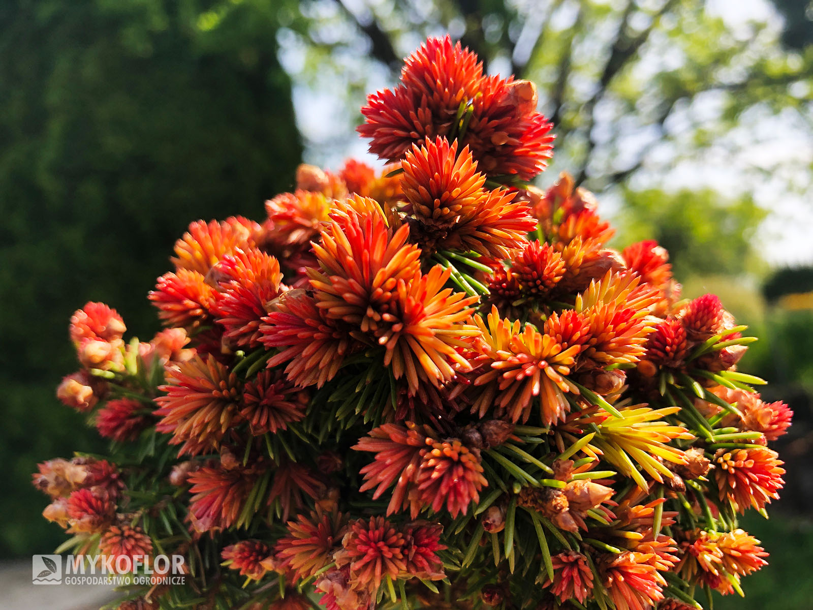 Picea abies Spring Fire (świerk pospolity Spring Fire) – w pełni rozwinięte przyrosty