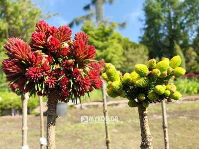 Picea abies Spring Fire (świerk pospolity Spring Fire) – przykładowy materiał oferowany do sprzedaży. Obok na zdjęciu Picea orientalis Tom Thumb Gold (świerk kaukaski Tom Thumb Gold)