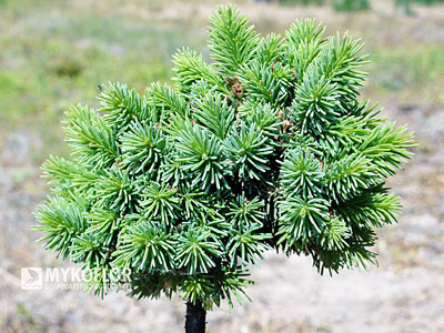 Picea abies Suncrest