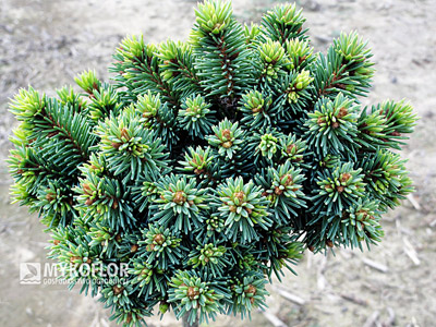 Picea abies Suncrest