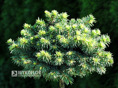 Picea abies Terminal