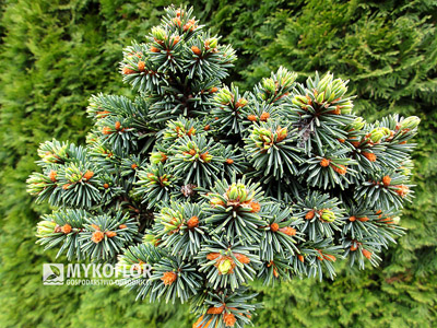 Picea abies Terminal